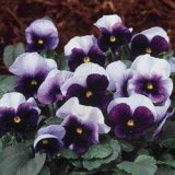 Beasonsfield Pansy